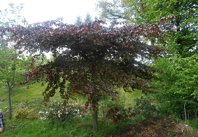 dscn4518-a.jpg