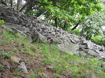 dscn4689-trtin-sut.jpg