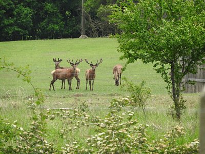 dscn4795-jeleni.jpg