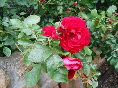 dscn4973.jpg