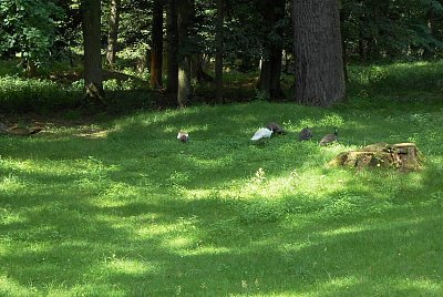 dscn5711-a.jpg