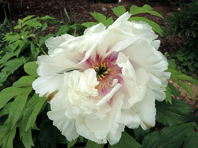 dscn5820.jpg