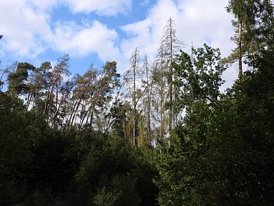 dscn5955-les.jpg