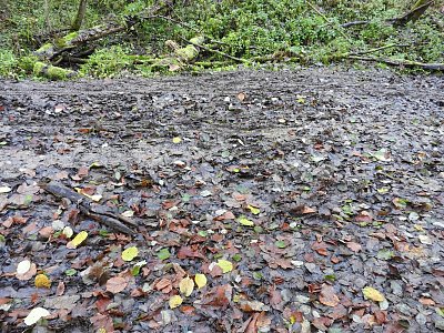 dscn6571-bahno.jpg
