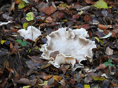 dscn6602-houba.jpg