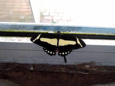 dscn6747.jpg