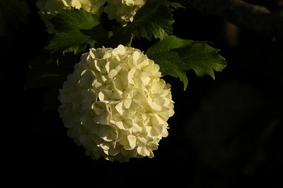 dscn7518-1.jpg