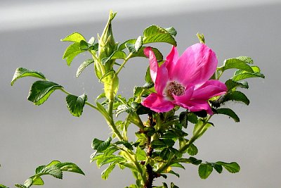 dscn7668.jpg