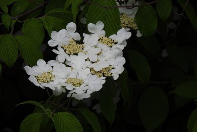 dscn7979.jpg