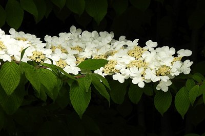 dscn7982.jpg