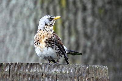 dscn8013-1.jpg