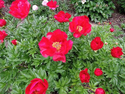 dscn9341.jpg