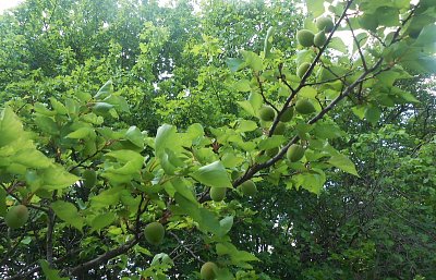 dscn9922-a.jpg