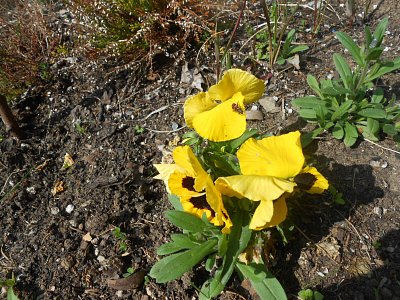 dscn9938.jpg