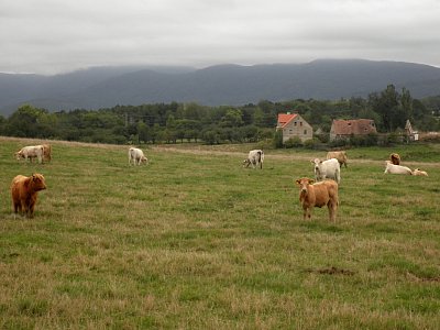 f05.jpg