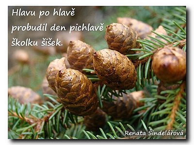 haiku 4
