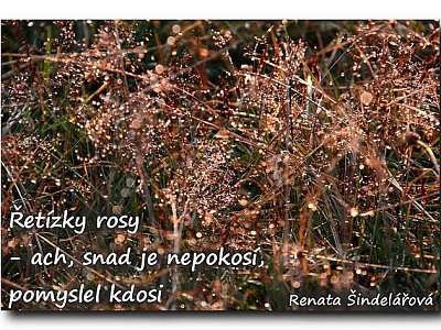 haiku 7