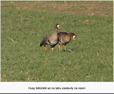 husy-belocele.jpg