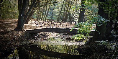 Mužiky