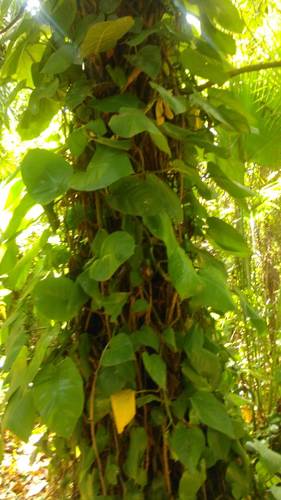 Potos - Scindapsus