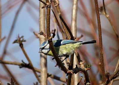 img-0149-modrinka.jpg