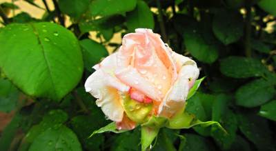 img-0708.jpg