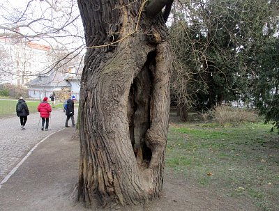stáří