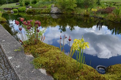 iris-24.jpg