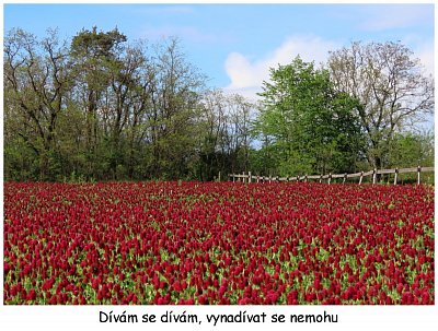 jetel-inkarnat.jpg