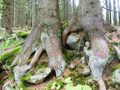 Kořeny