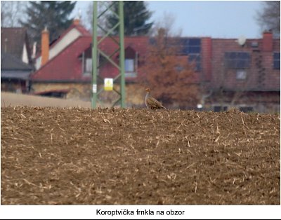 koroptev-na-obzoru.jpg