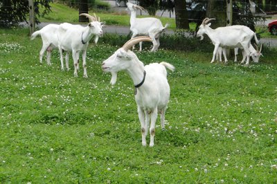 Kozí farma
