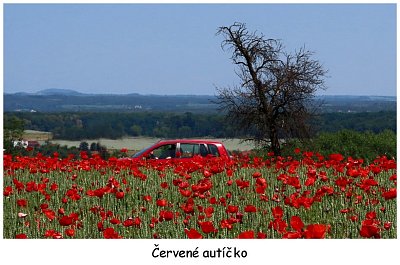 maky-a-cervene-auticko.jpg