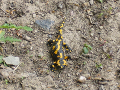 Jaru vstříc