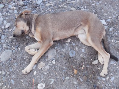 Odpolední siesta