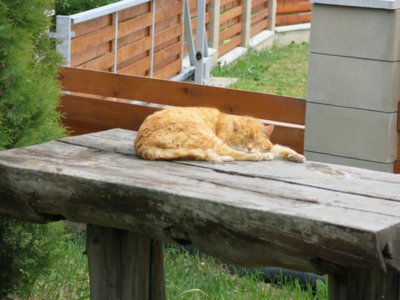 Odpolední siesta