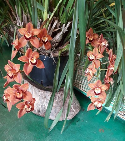 orchideje-6.jpg
