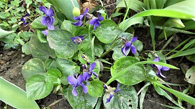 p1110717-1.jpg