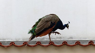 p1220160-1.jpg
