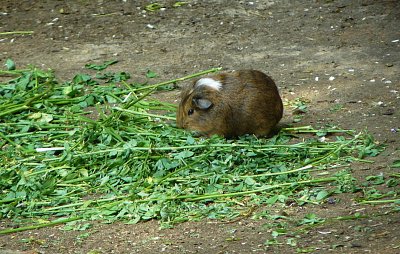p1360396-a.jpg