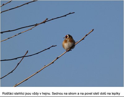 p1380421-stehlik.jpg