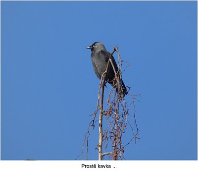 p1420015-kavka.jpg