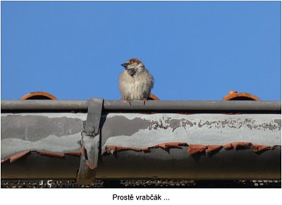 p1420033-vrabec-kouka-doleva.jpg