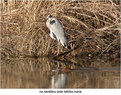 p1420574-volavka-a-nutrie.jpg
