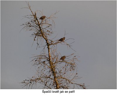 p1420612-tri-spacci-na-modrinu-1.jpg