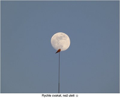 p1420663-postolka-a-mesic-1.jpg