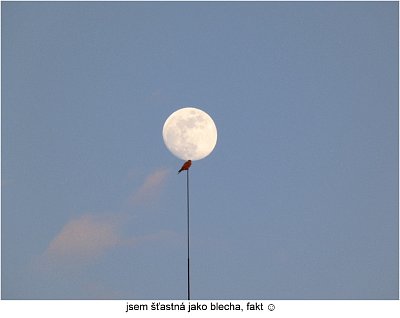 p1420679-postolka-a-mesic.jpg