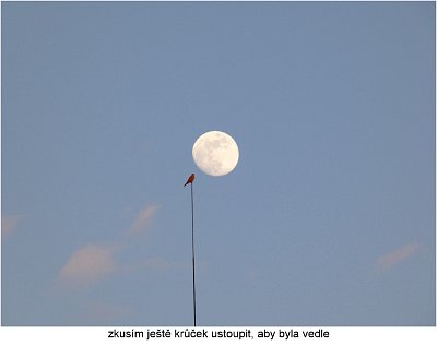 p1420680-postolka-a-mesic.jpg