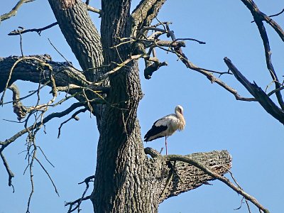 p1430926e.jpg