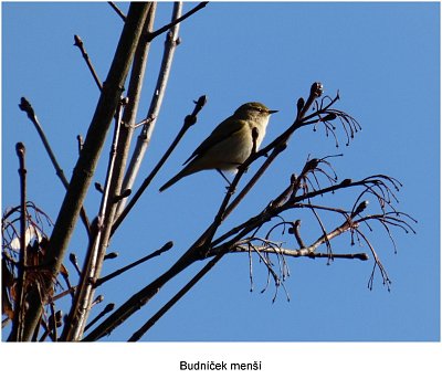 p1440877-budnicek.jpg